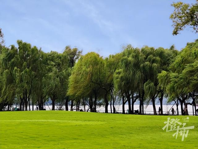 西湖边柳浪闻莺大草坪，为什么可以四季常绿？
