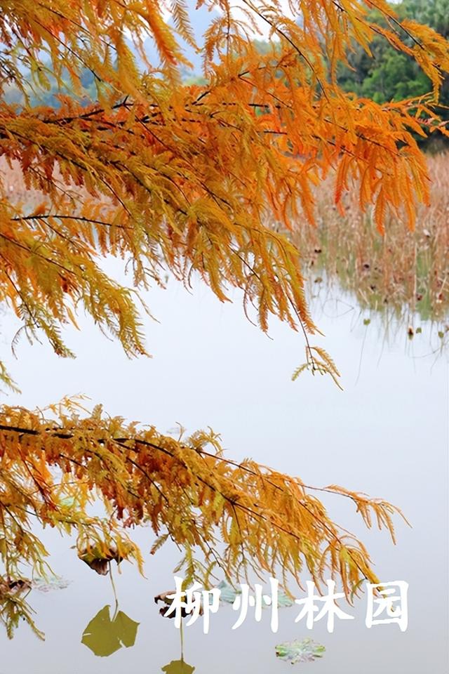 柳州市都乐公园“美拉德”水杉林邀你来打卡！