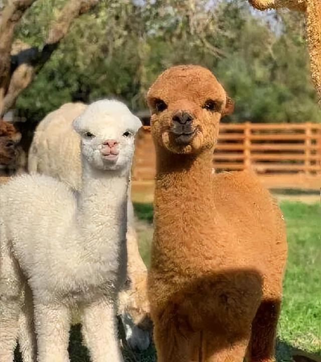 游在鹰潭｜学生搭子团秋季攻略！轻松玩转4大宝藏地「全球学子嘉游赣 奇绝鹰潭逍遥游」