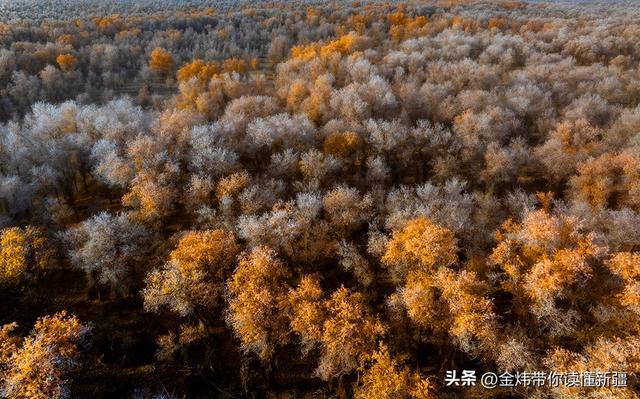 新疆轮台县：轮南胡杨林惊现雾凇奇观