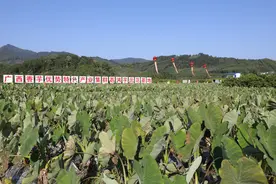 荔浦市举办系列活动庆祝中国农民丰收节图片