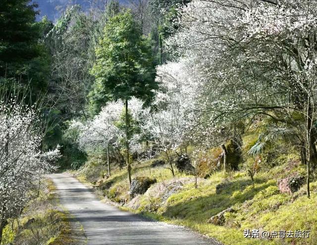 成都冬天爆火的徒步赏花，拍照赏景超级惊艳，全部免费！