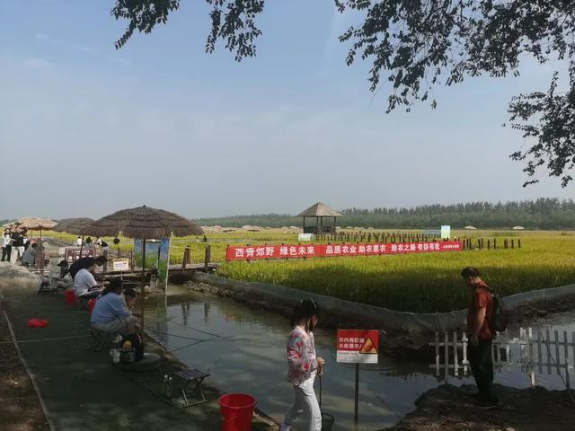 “十一”假期首日 西青文旅市场尽显节日盛景