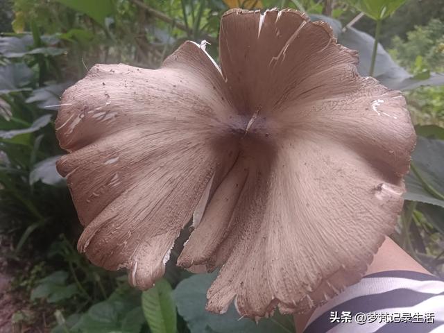 70多岁的老娘像个拼命三郎,一个人在雨天漫步拥抱大自然感觉不错