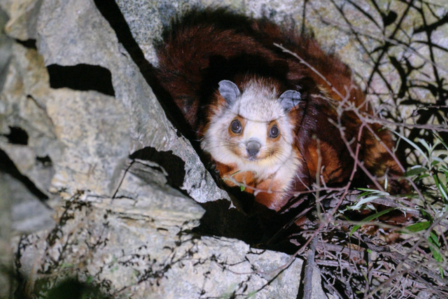 在雅安！！这么美的雪景我当然狠狠宣传啊啊啊！！