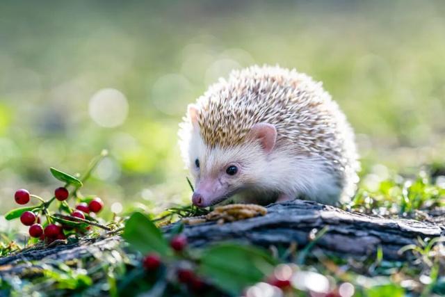 快来抱抱~ | Welcome to 疯狂·武夷山·动物城