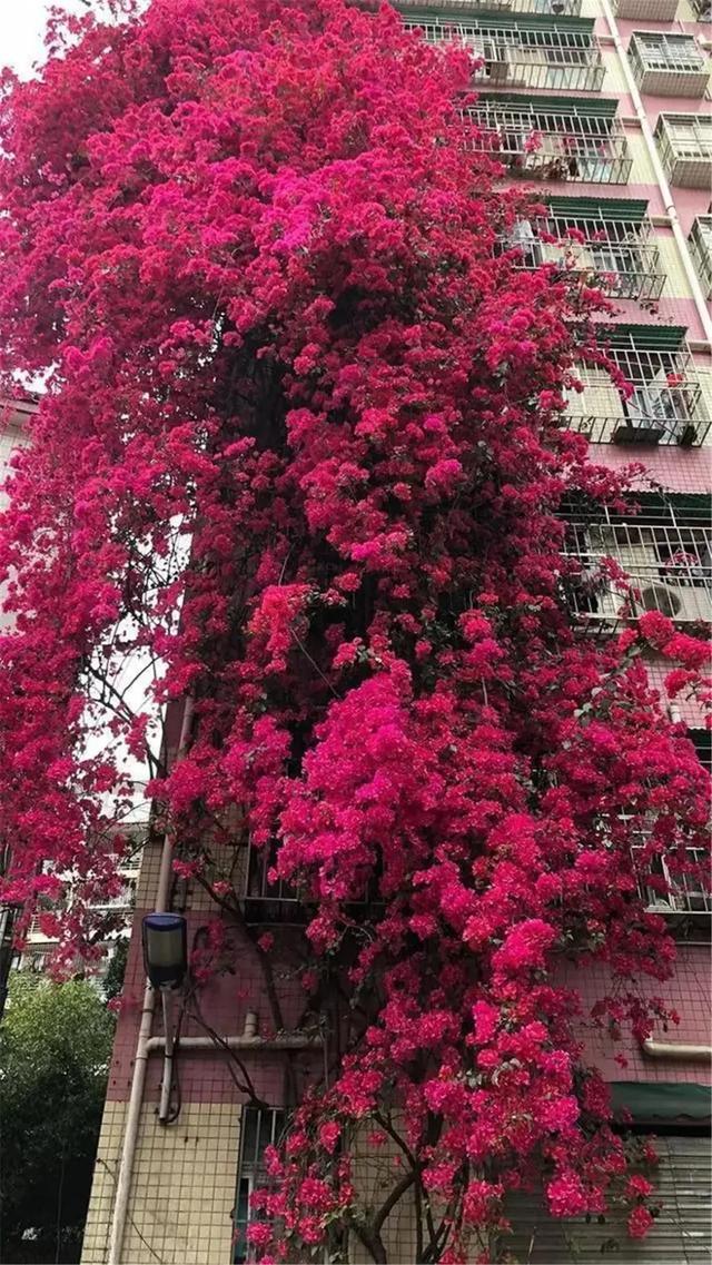 看，高27米“花瀑布”从楼顶倾泻而下！