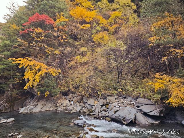 米亚罗彩林季，观赏一日游！