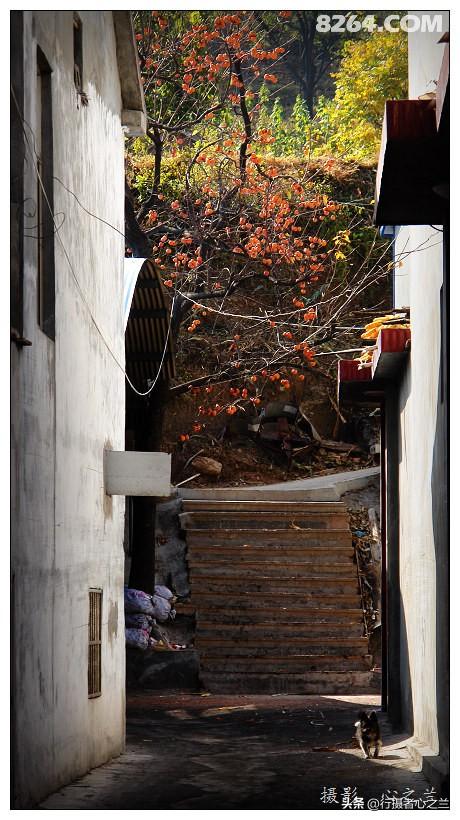 山东行游影记（194）—青州仰天山柿子沟（二）