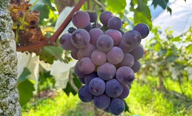 村歌村村唱·每日一歌丨高桥镇的美景与幸福藏不住了~