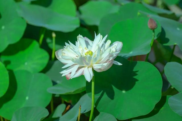 藕花深处棹歌远，江汉夏日荷风集
