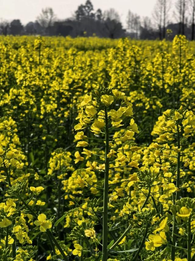 满目金黄香百里，一方春色醉千山：邂逅油菜花里的诗意春天