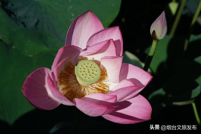 【乐游烟台】东山荷语——夏日限定的诗意流淌