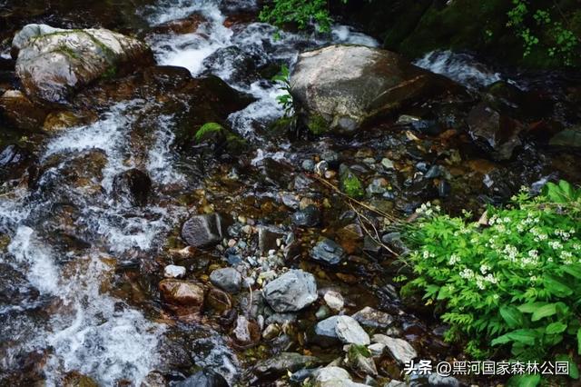 美如仙境!邀您共赏雨中的黑河国家森林公园~