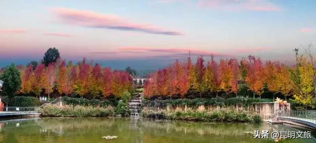 美上央媒!昆明红了!走走走,打卡最美枫景去,超全攻略速收藏→