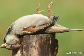 麻雀的寿命很短，为何却很少见到它们的尸体？麻雀死后都去哪了？图片