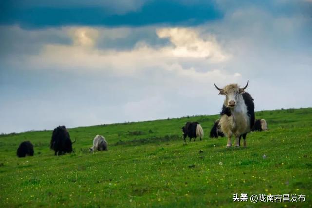 云游草原·乐享宕昌丨宕昌云端草原 ，您心中的诗与远方！