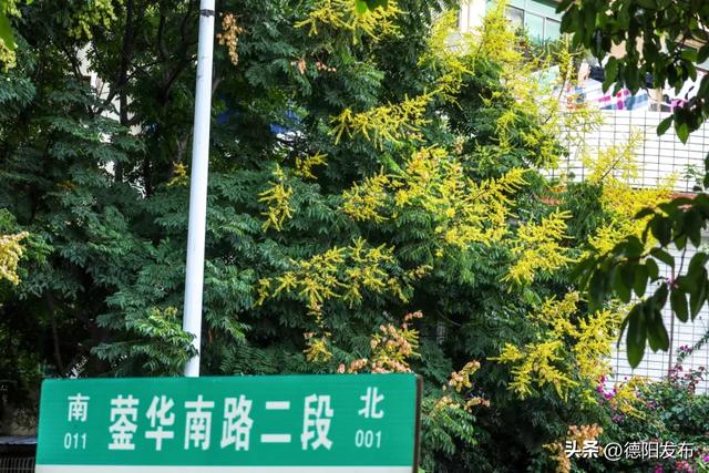 这几天，德阳这些地方超好看！你发现了吗？