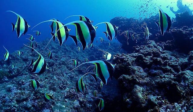 日本十大潜水圣地：潜点特色与难易度总整理