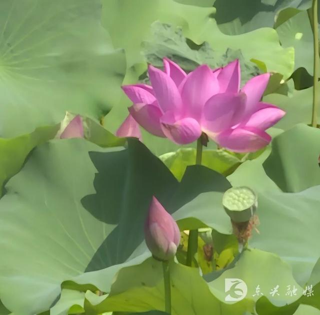 打卡范长江纪念馆，碧叶荷花别样美