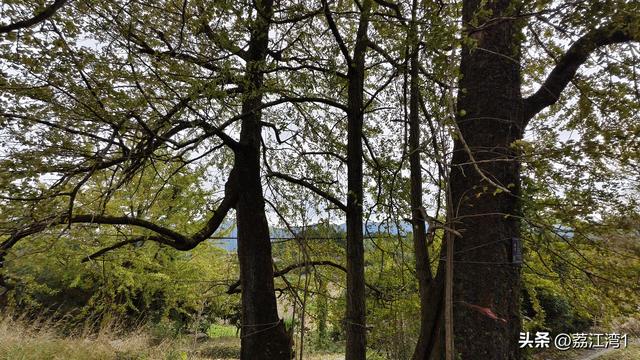 金叶映古村，醉美长岗岭