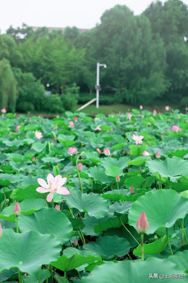 海边藏了片宋朝荷花？收下这份“荷”风亲笔的清凉请柬→