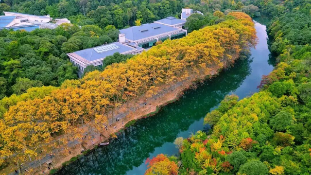 秋末冬初 | 漫步花溪黄金大道，坠入自然挥就的鎏金幻梦！