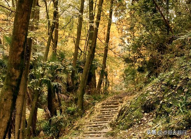 成都严重被低估的彩林徒步线路，1天轻松往返，山野壮观绚丽！