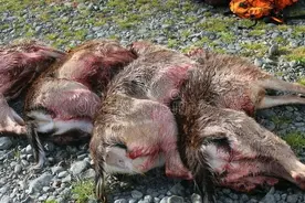 科普核辐射知识图片