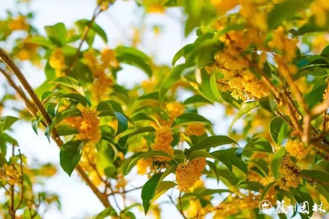 桂香满城！苏州桂花赏花地图来了！