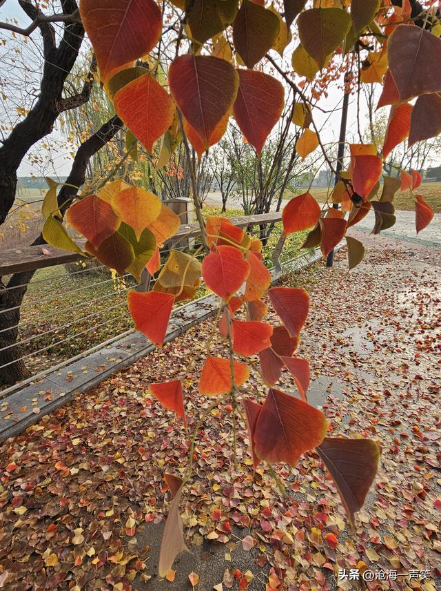风景如画的乌桕叶，一世情缘，美不胜收，不容错过!