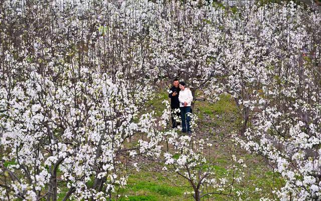 梨雪漫山迎客 一站式解锁四川仁寿春日美好