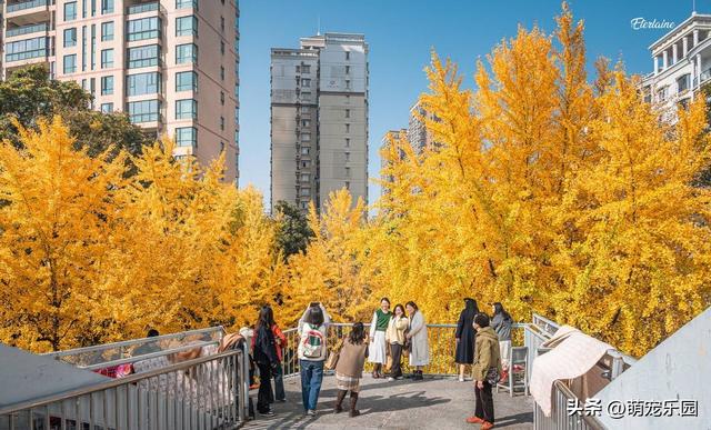 地铁B口现金色烟花，连看3天被治愈，错过银杏暴击后悔一整年