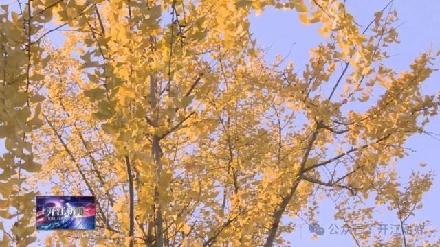 达州开江这里的银杏，太出片了！