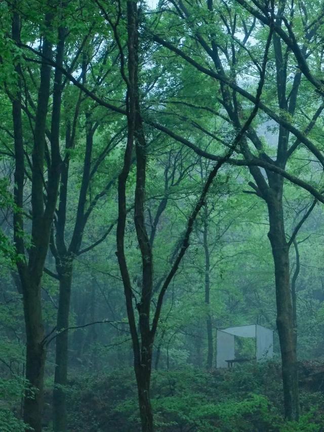 降雨持续！最凉快的一周！黄陂赏雨去！