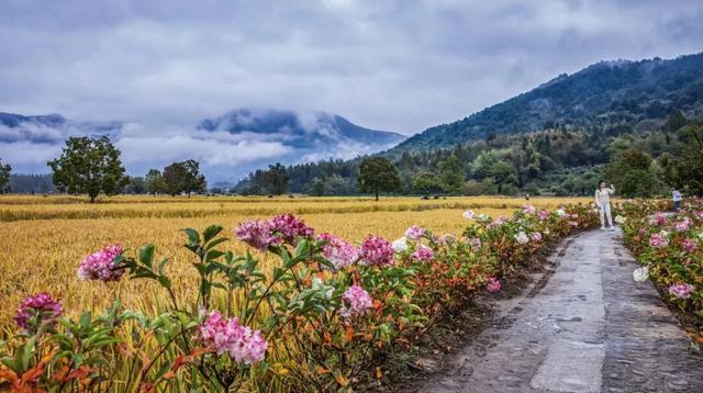 宏村稻浪翻涌时，绣球正盛开 | 皖美秋日
