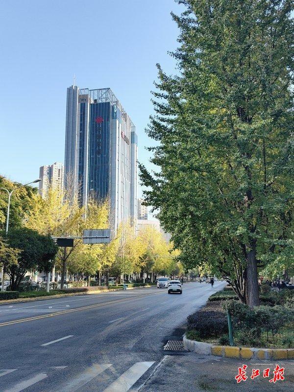 武汉街头4万株银杏披上“黄金甲”，这些地方是最佳观赏点