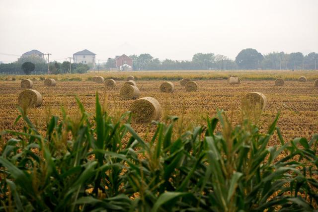 秋日的大杭州田间太“卷”了！胖乎乎的“瑞士卷”，一个一个又一个……