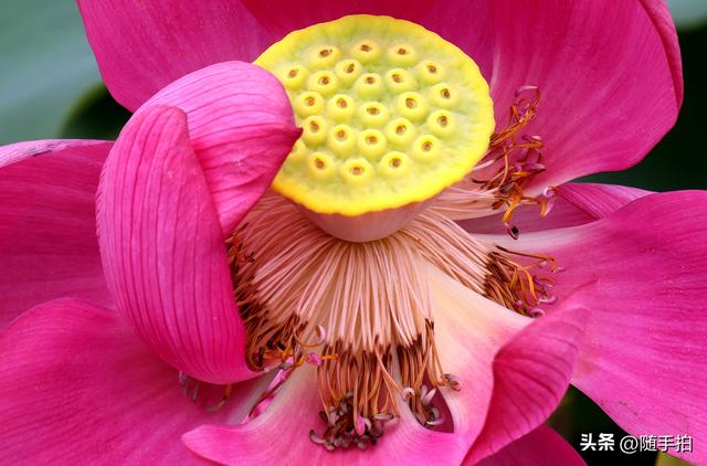 上海闵行文化公园水花园荷花进入盛花期，现实版“莫奈花园”