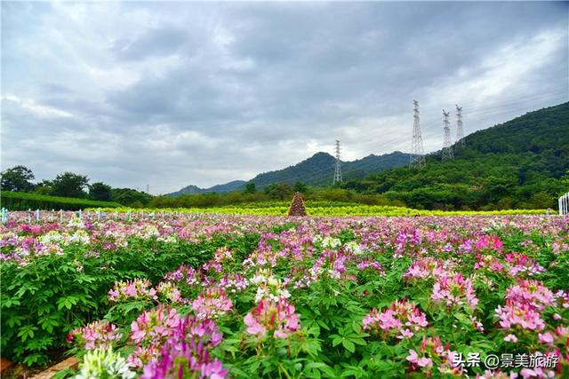 国庆相约卡玛花世界：花海中邂逅秋日浪漫，花篮小径中留下倩影
