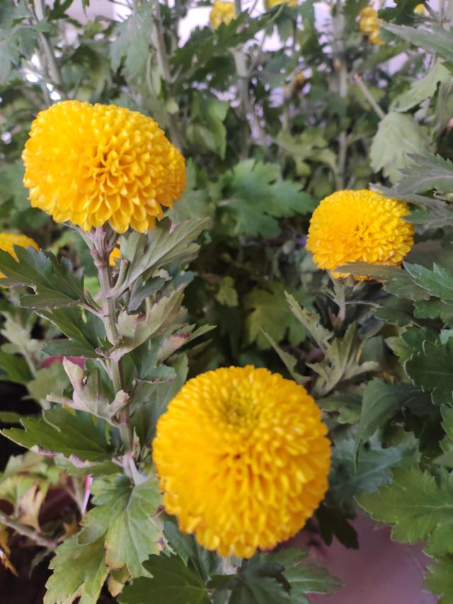 甘州府城菊花飘香