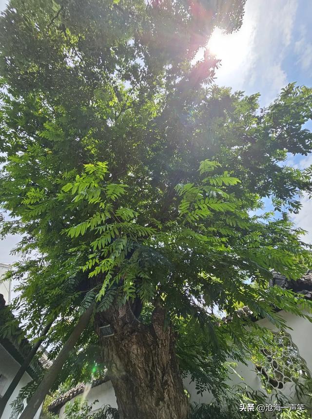 苏州沧浪亭的古树，守护与守候，等待与等你，最古老醉优美的园林