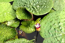 芡实的（食疗）功效图片