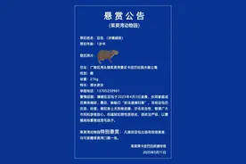 水豚“豆包”出逃已40天，景区追加悬赏：追加一袋大米和一盒鸡蛋图片