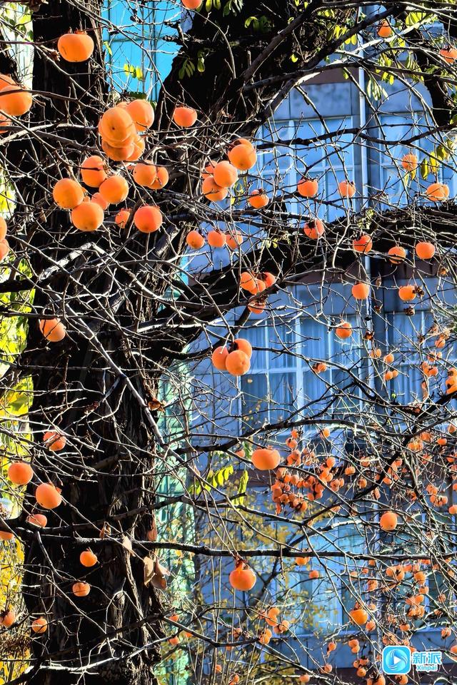 一树风光，好“柿”连连