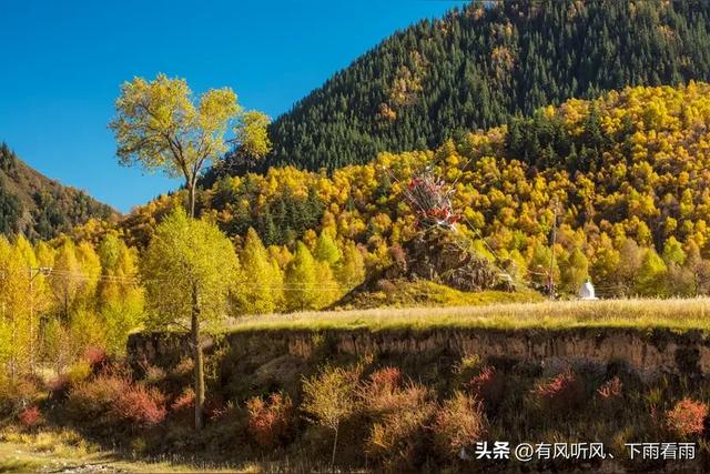 金胡杨卧戈壁，风摇碎满树秋阳