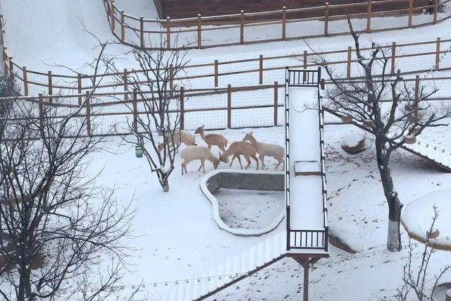 雪҈ 雪҈ 雪҈ 太美啦！快接住这“泼天”的雪白浪漫！