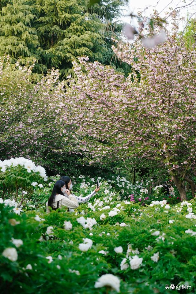 唯有洛阳，能让牡丹不只是花，而是历史本身