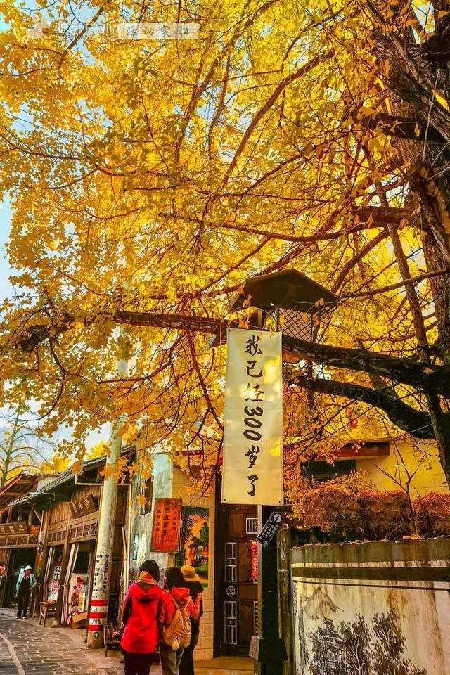 11月的云南腾冲，3000株银杏迎来黄金观赏期，美成人间仙境！