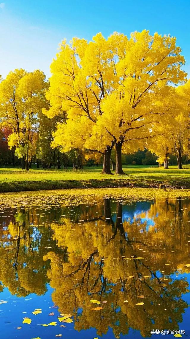 银杏将满树金黄泼洒向天空